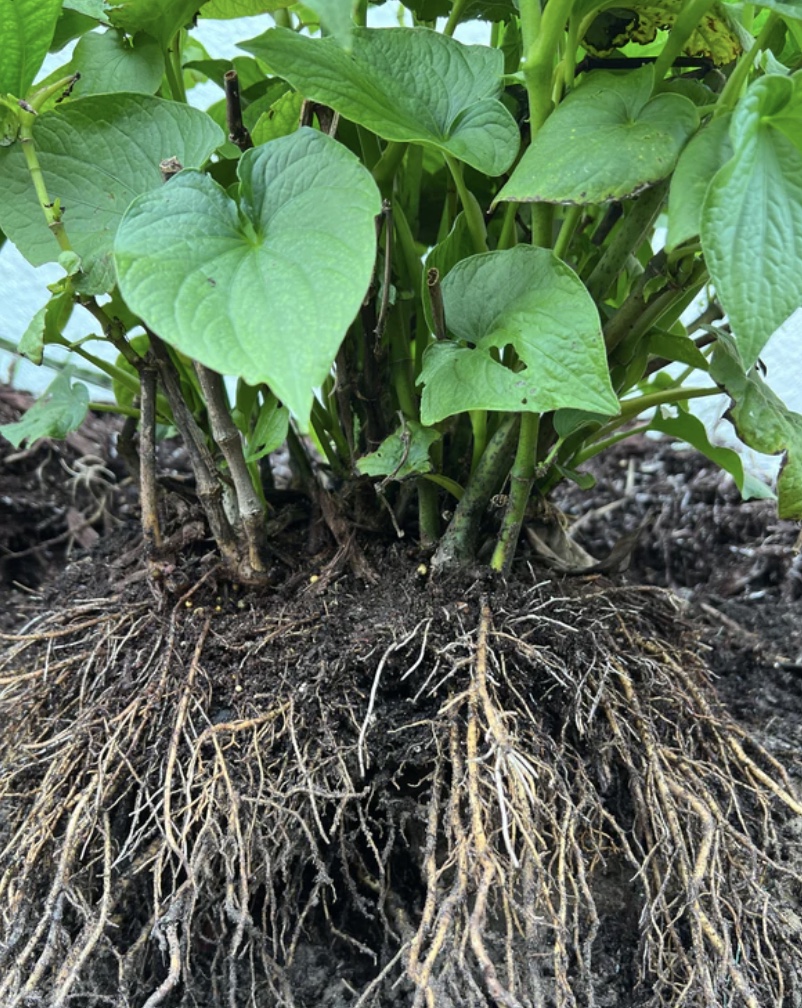 kava plant, kava root